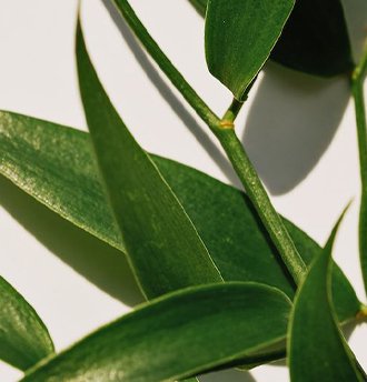 Tea Tree Oil